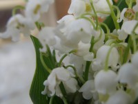 /album/fotogalerie/a1702-konvalinky-jpg/